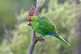 Red-crowned Parakeetborder=