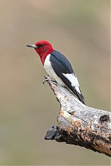 Red-headed Woodpecker perching/standing at Colorado, United States