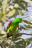 Red-winged Parrotborder=