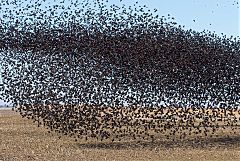 Red-winged Blackbird