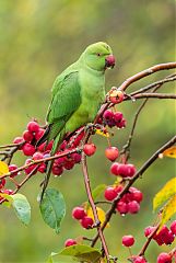 Rose-ringed Parakeet foraging/eating at United Kingdom