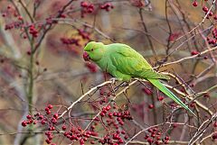 Rose-ringed Parakeet perching/standing at United Kingdom