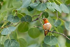 Rufous Hummingbird perching/standing at Colorado, United States