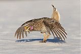 Sharp-tailed Grouse