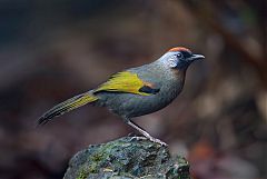 Silver-eared Laughingthrush perching/standing at Chiang Mai, Thailand