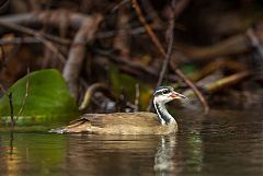 Sungrebe swimming at Ecuador