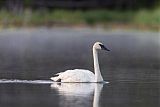 Trumpeter Swan