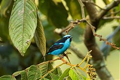 Turquoise Dacnis perching/standing at Colombia