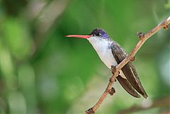 Violet-crowned Hummingbird perching/standing at Arizona, United States