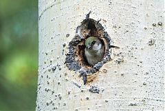 Violet-green Swallow nesting at Colorado, United States
