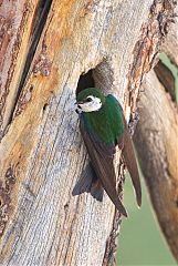 Violet-green Swallow nesting at Colorado, United States