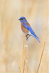 Western Bluebird