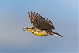 Western Meadowlarkborder=