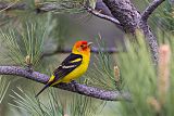 Western Tanager