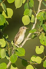 Western Warbling Vireo perching/standing at Colorado, United States