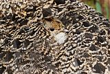 White-tailed Ptarmigan