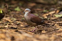 White-throated Quail-Dove perching/standing at Colombia