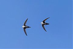 White-throated Swift flying at Colorado, United States