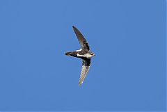 White-throated Swift flying at Colorado, United States