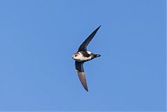 White-throated Swift flying at Colorado, United States