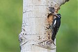 Williamson's Sapsucker