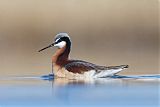 Wilson's Phalarope