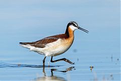 Wilson's Phalarope wading at Colorado, United States
