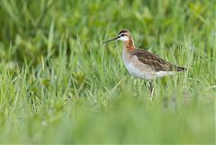 Wilson's Phalarope perching/standing at Colorado, United States
