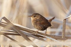 Winter Wren