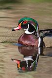 Wood Duck