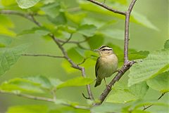 Worm-eating Warbler