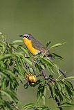 Yellow-breasted Chatborder=
