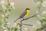 Yellow-breasted Chatborder=