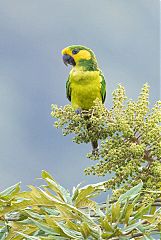 Yellow-eared Parrot perching/standing at Colombia