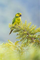 Yellow-eared Parrot perching/standing at Colombia