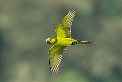 Yellow-eared Parrot flying at Colombia