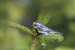 Yellow-rumped Warbler