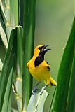 Yellow-tailed Orioleborder=