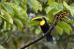 Yellow-throated Toucan perching/standing at Ecuador