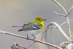 Yellow-throated Vireo perching/standing at Colorado, United States