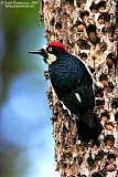 Acorn Woodpeckerborder=