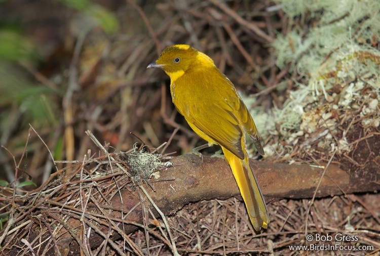 Birds in Focus - Golden Bowerbird