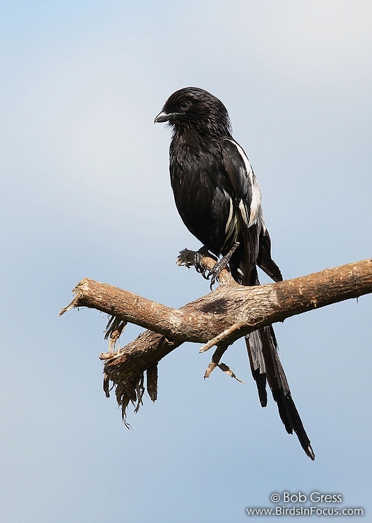 Birds in Focus - Magpie Shrike