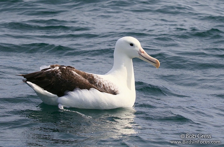 Birds in Focus - Royal Albatross