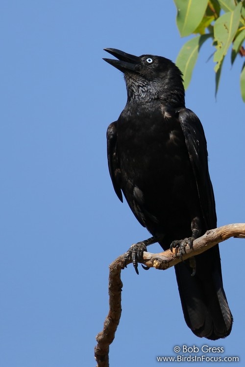 Birds in Focus - Torresian Crow