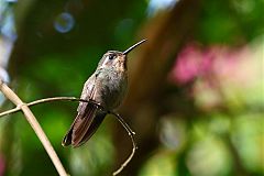 Amethyst-throated Mountain-gem perching/standing at El Salvador