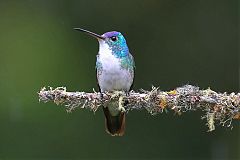 Andean Emerald perching/standing at Colombia