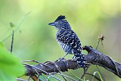 Barred Antshrike perching/standing at Colón, Panama