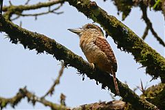 Barred Puffbird perching/standing at Panama