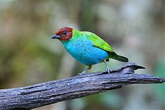 Bay-headed Tanager perching/standing at Panama